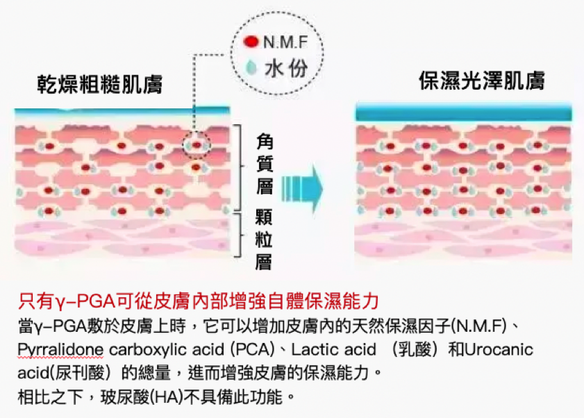 【γ-PGA聚麩胺酸鈉】比玻尿酸強10倍的保濕王者！幫妳肌膚自體製造長效保濕，由內而外誕生天使光圈肌