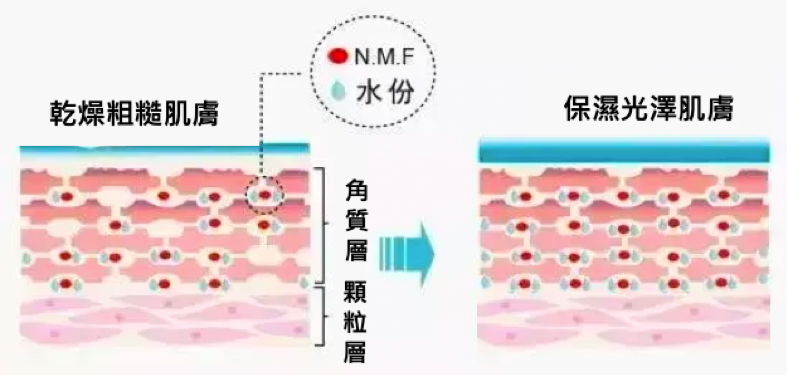 【好物推薦】「本質研究」科學精準配對、純鮮雙重滋養！修敏保濕精華「鎖水」Ｘ肌膚仿生乳液「修護」完美補給組合，打造無瑕奇蹟水光肌