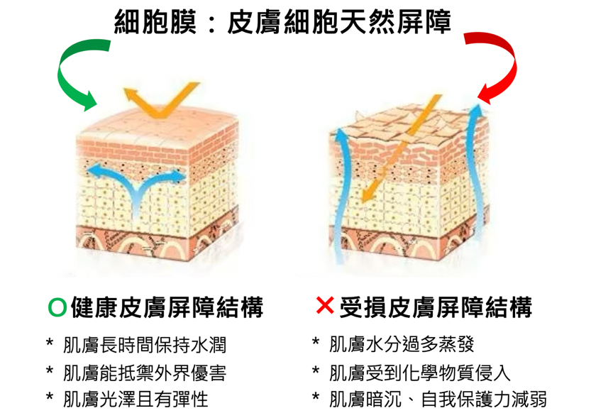 女人不能不知道的卵磷脂！緊鎖美肌、修復瑕疵的卵磷脂保養品，重建肌膚天然屏障的美肌秘訣