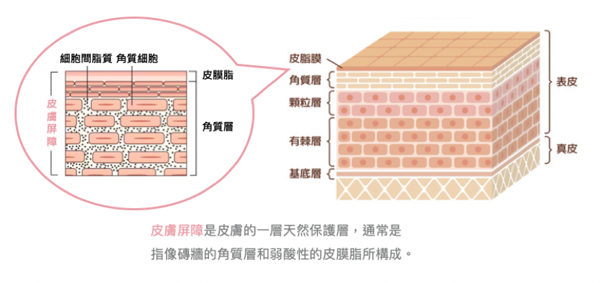 【好物推薦】「本質研究」科學精準配對、純鮮雙重滋養！修敏保濕精華「鎖水」Ｘ肌膚仿生乳液「修護」完美補給組合，打造無瑕奇蹟水光肌