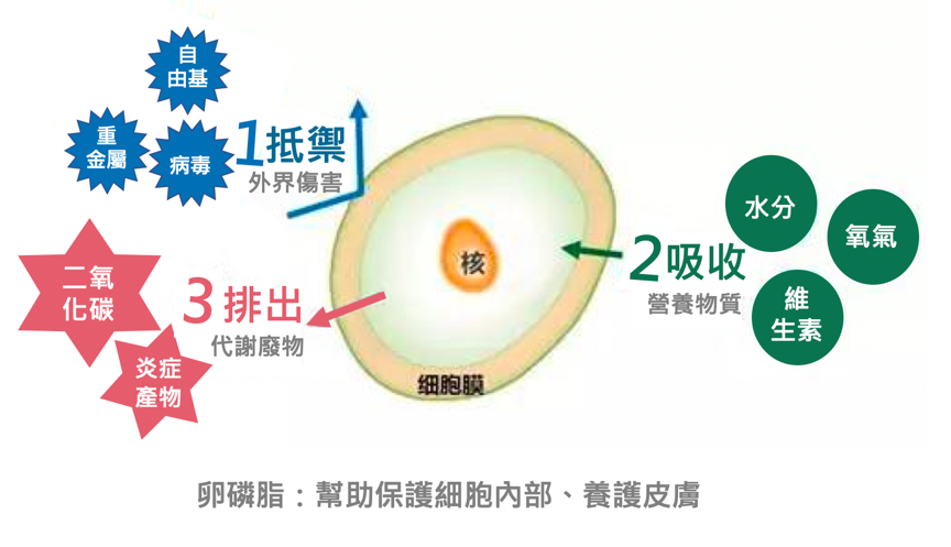 女人不能不知道的卵磷脂！緊鎖美肌、修復瑕疵的卵磷脂保養品，重建肌膚天然屏障的美肌秘訣