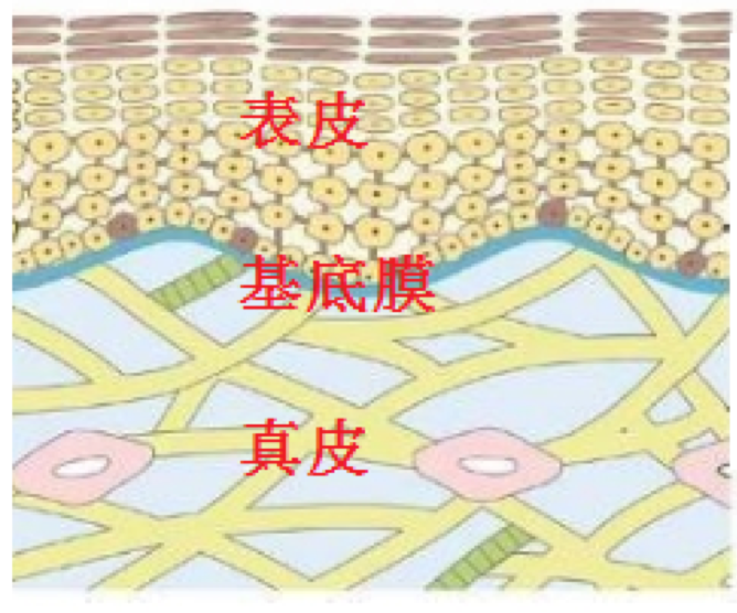 基底膜顧得好，皮膚亮麗沒煩惱！「基底膜」養膚治本新攻略，重建皮膚生態系平衡，想擁有年輕飽滿的肌膚，女孩們絕對不能忽略「基底膜」的保養！