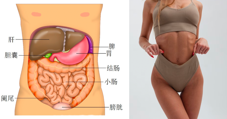 肝不好吃什麼？薑黃、朝鮮薊、五味子、硒、芝麻素、靈芝六大護肝成分比較分析，讓妳的身體心「肝」情願瘦下來！