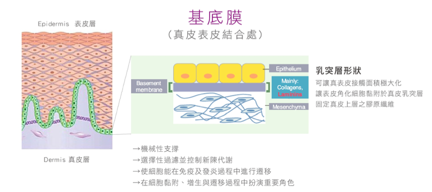 基底膜顧得好，皮膚亮麗沒煩惱！「基底膜」養膚治本新攻略，重建皮膚生態系平衡，想擁有年輕飽滿的肌膚，女孩們絕對不能忽略「基底膜」的保養！