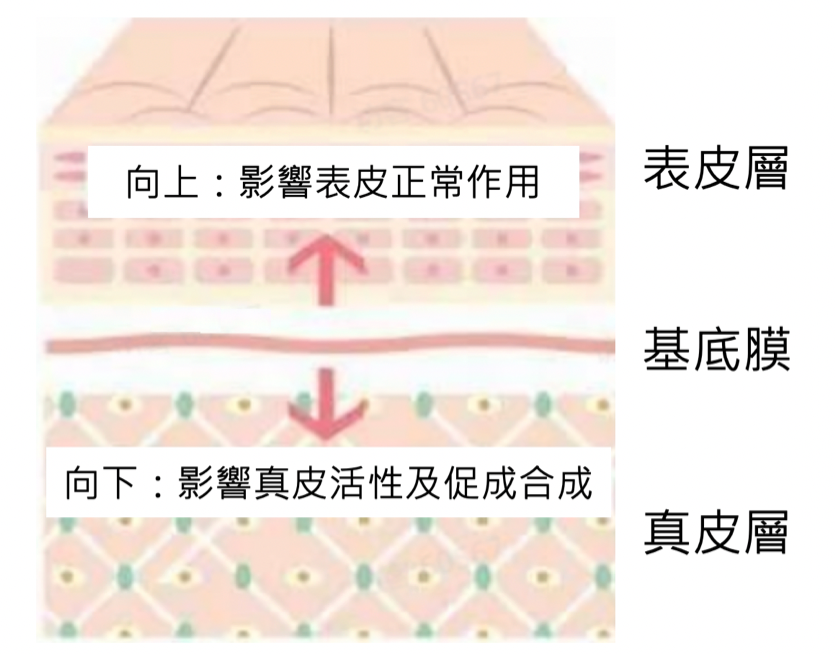 基底膜顧得好，皮膚亮麗沒煩惱！「基底膜」養膚治本新攻略，重建皮膚生態系平衡，想擁有年輕飽滿的肌膚，女孩們絕對不能忽略「基底膜」的保養！