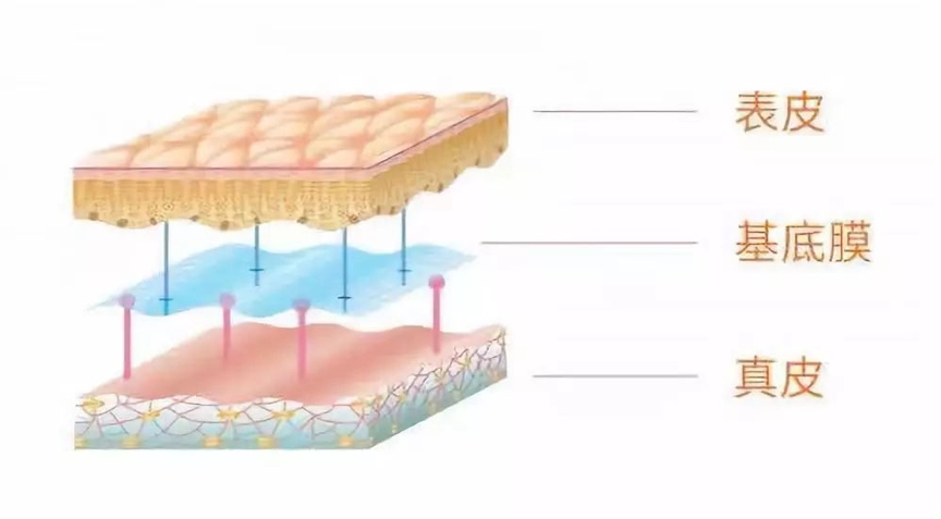 基底膜顧得好，皮膚亮麗沒煩惱！「基底膜」養膚治本新攻略，重建皮膚生態系平衡，想擁有年輕飽滿的肌膚，女孩們絕對不能忽略「基底膜」的保養！