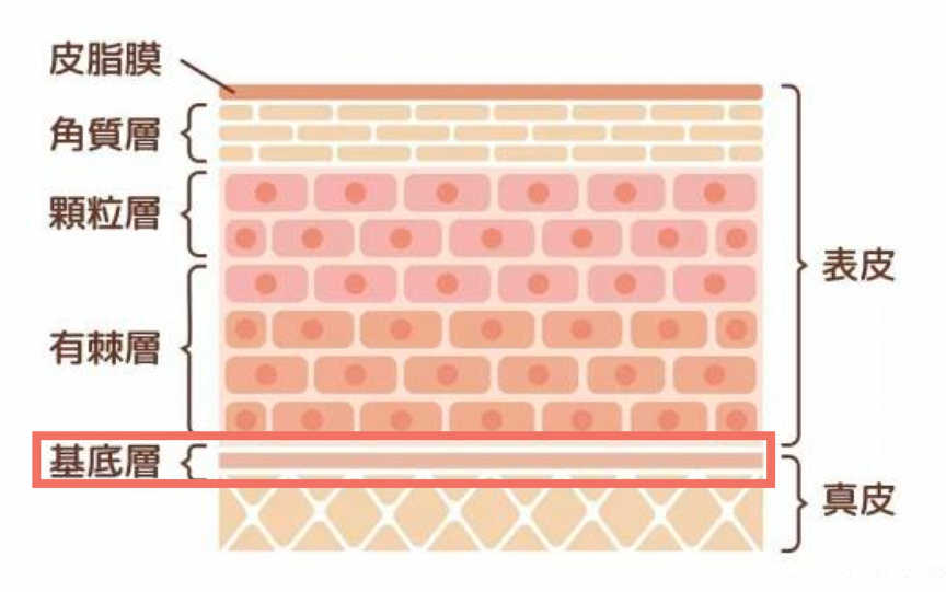 基底膜顧得好，皮膚亮麗沒煩惱！「基底膜」養膚治本新攻略，重建皮膚生態系平衡，想擁有年輕飽滿的肌膚，女孩們絕對不能忽略「基底膜」的保養！