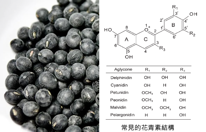 「豆中之王」黑豆花青素擊退老化、大豆異黃酮含量遠勝黃豆，女性凍齡、減重、降血壓三管齊下