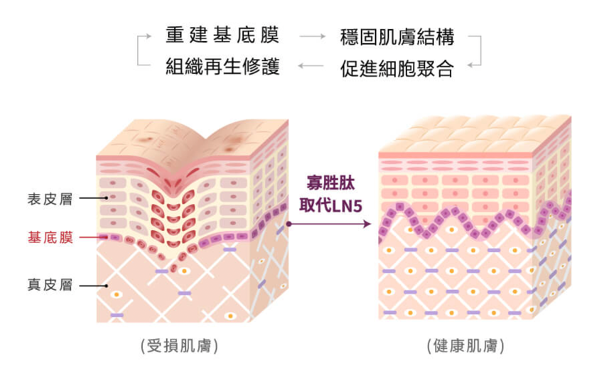 基底膜顧得好，皮膚亮麗沒煩惱！「基底膜」養膚治本新攻略，重建皮膚生態系平衡，想擁有年輕飽滿的肌膚，女孩們絕對不能忽略「基底膜」的保養！