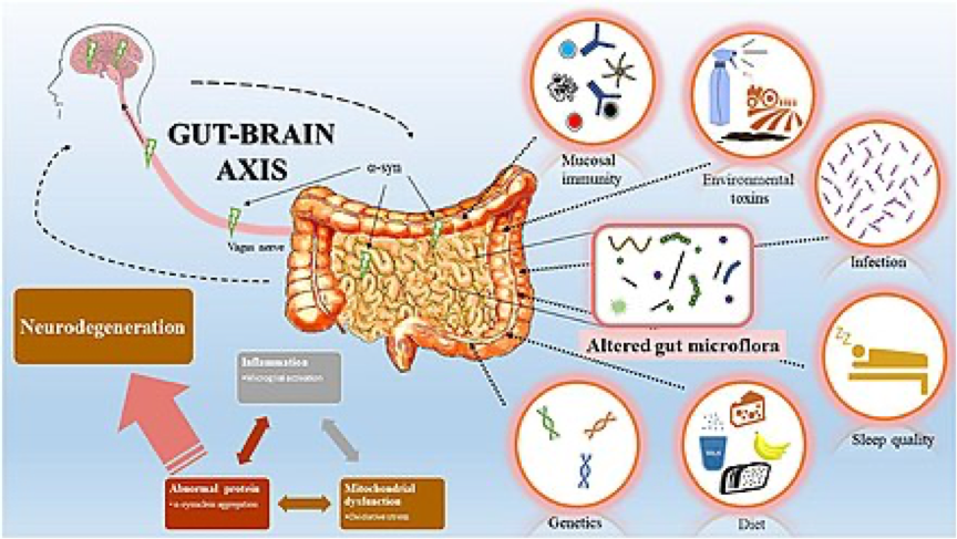 瘦不下來的關鍵是「腸道菌」比例？「多纖美白腎豆減醣粉」添加4種腸道益生菌，幫腸道養好菌、清毒素，打造易瘦體質！