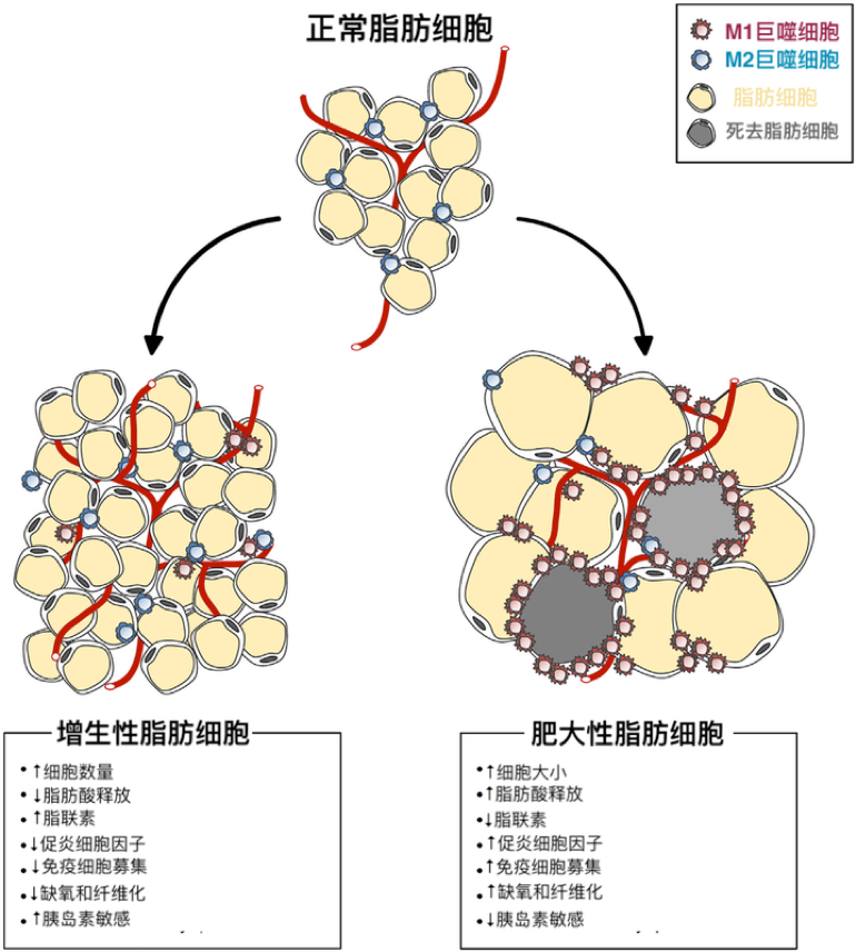 長肉並不等於長高！研究表明：兒童肥胖長大後有高達八成的比例會持續肥胖狀態