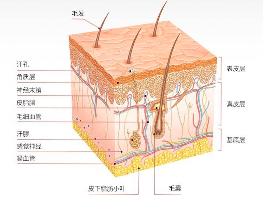 「PRP療程」啟動血管超速修復力！9大生長因子喚醒血管新生，從肌底激活膠原蛋白增生