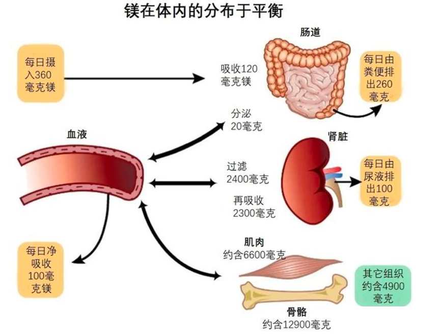 正確喝水能快速瘦小腹！如何喝？何時喝？「8杯水減肥法」每天照表喝水，輕鬆減重兼養出好皮膚！