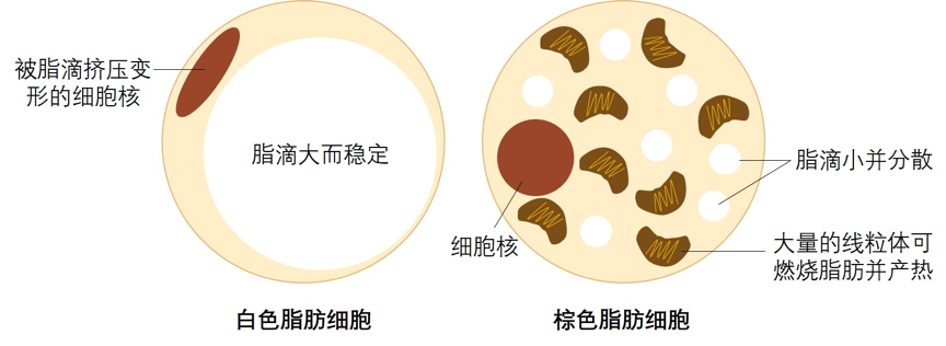 超級食物「薑黃」速效代謝、燃脂瘦身！吃對等於每天運動3小時，擺脫體內多餘膽固醇與血脂