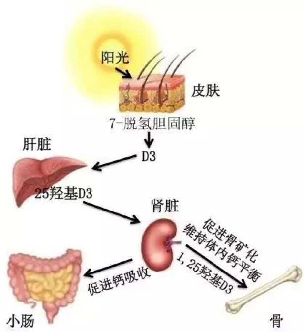 生素D食物排行整理 降低骨質疏鬆、慢性發炎和失眠肥胖