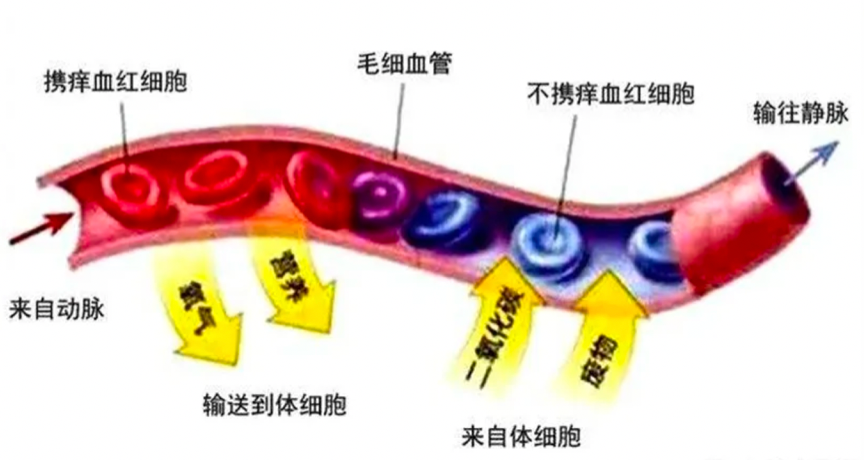 只要能夠常保養血管，就能青春永駐！逆轉老化的關鍵不在年齡，而是如何讓血管回春