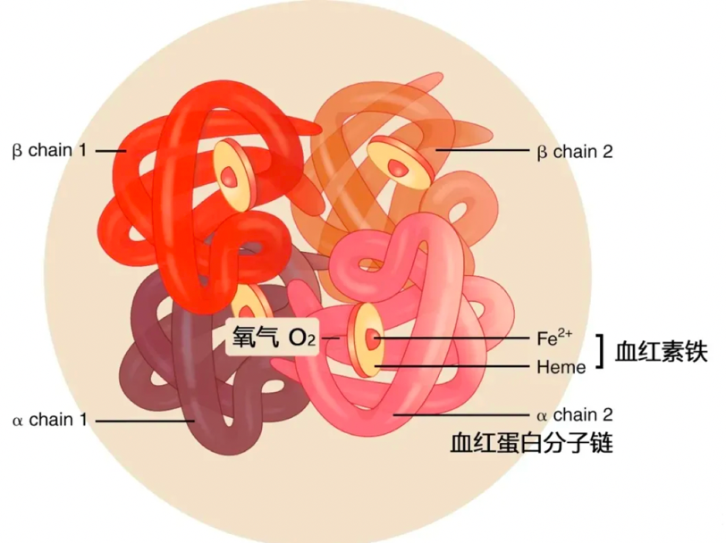 瘦不下來是因為貧血？缺鐵症狀多！讓妳水腫難消、肥油堆積！全方位大補「鐵」優化代謝效率，啟動有效瘦身計畫