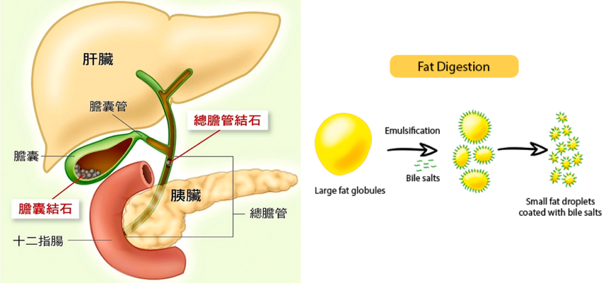 超級食物「薑黃」速效代謝、燃脂瘦身！吃對等於每天運動3小時，擺脫體內多餘膽固醇與血脂