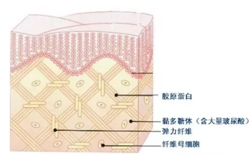 「PRP療程」啟動血管超速修復力！9大生長因子喚醒血管新生，從肌底激活膠原蛋白增生