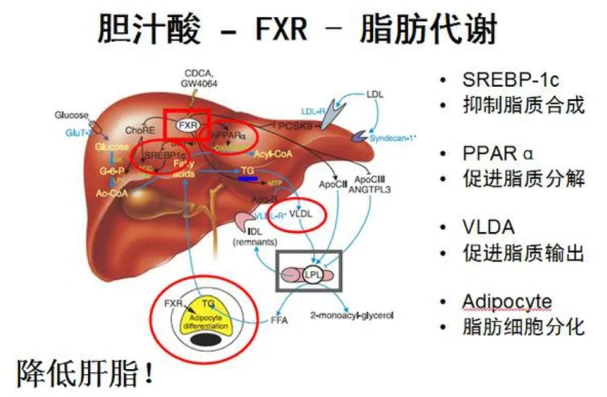 超級食物「薑黃」速效代謝、燃脂瘦身！吃對等於每天運動3小時，擺脫體內多餘膽固醇與血脂