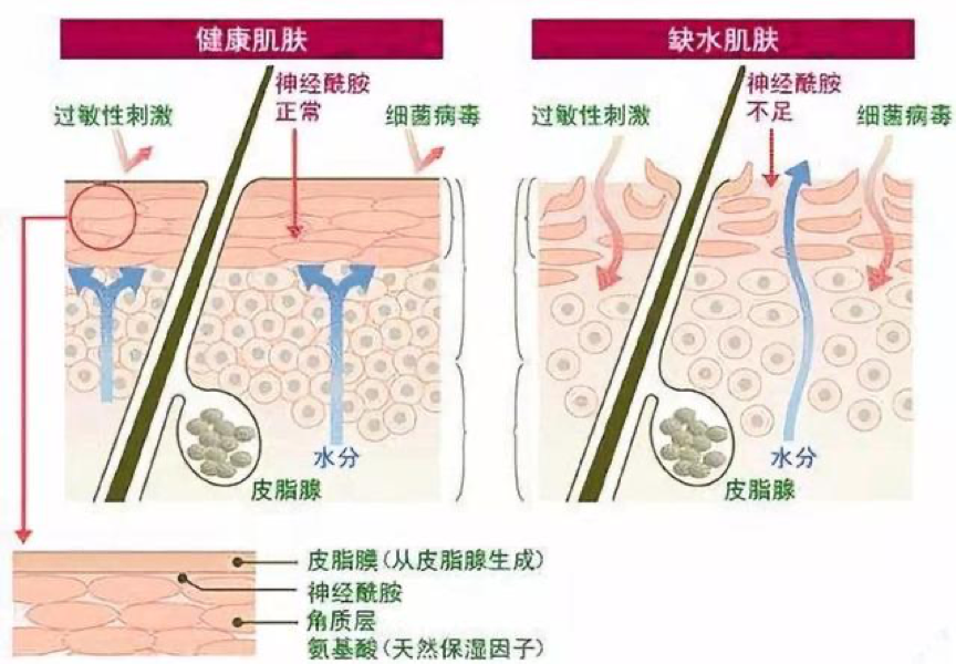 神經醯胺口服有效嗎？神經醯胺功效全攻略！吃出素顏自帶女神光，打造肌膚強效防護盾