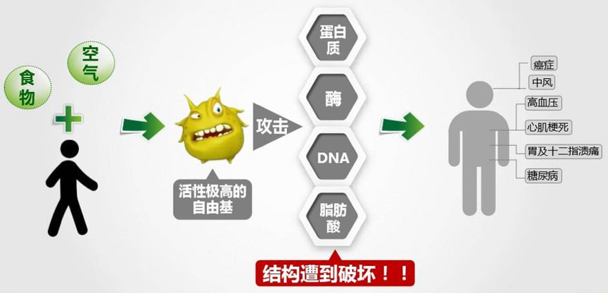 抗衰老首要任務是抗氧化！阻止老化元兇「自由基」靠「多酚」抗氧化就能促進新陳代謝、養成易瘦體質