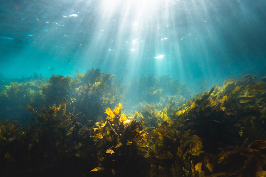 隱藏在地中海飲食裡的最強力量是「海鮮」 首選鱸魚、透抽、海藻讓妳越吃越瘦，消除浮腫肥胖、腹部脂肪全排空！