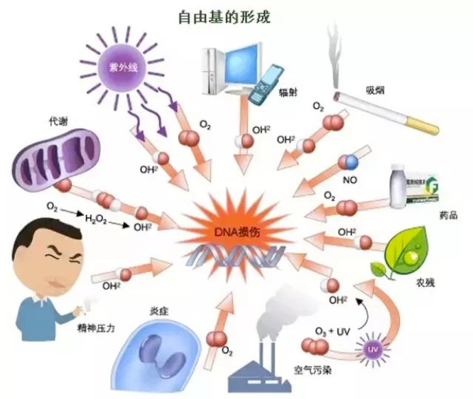 抗衰老首要任務是抗氧化！阻止老化元兇「自由基」靠「多酚」抗氧化就能促進新陳代謝、養成易瘦體質