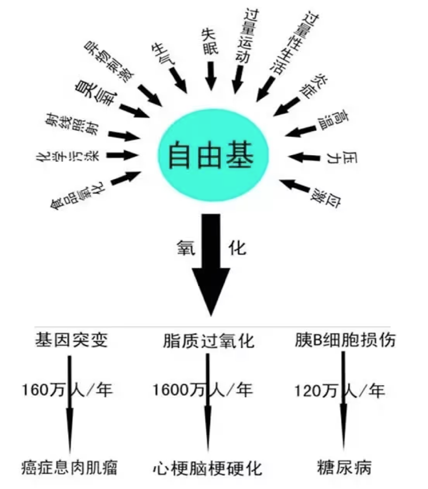 抗衰老首要任務是抗氧化！阻止老化元兇「自由基」靠「多酚」抗氧化就能促進新陳代謝、養成易瘦體質