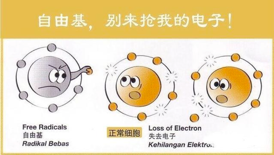 抗衰老首要任務是抗氧化！阻止老化元兇「自由基」靠「多酚」抗氧化就能促進新陳代謝、養成易瘦體質