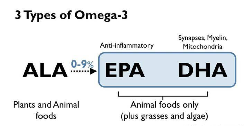 每天這1招養成燃脂體質、終生瘦用！提升代謝救星「Omega-3」助減重瘦身、擊潰深層體脂肪！