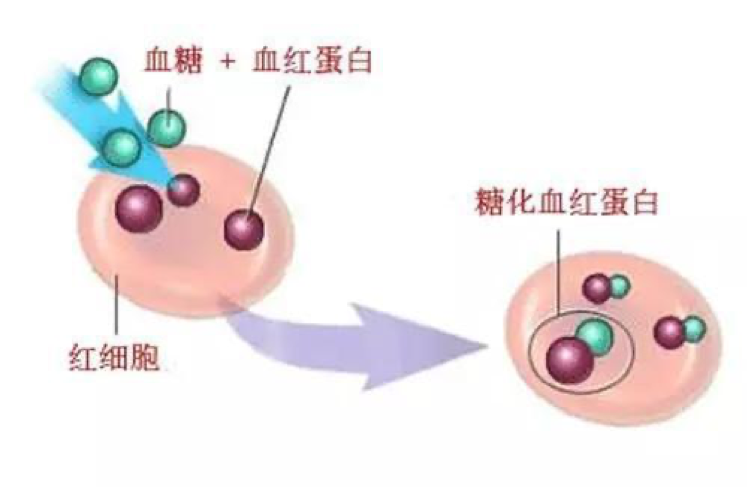 「多纖美白腎豆減醣粉」5大斬醣去油專利成分，餐前阻斷醣類、攔截油脂與熱量，吃出易瘦體質