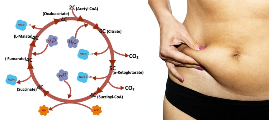 逆轉新陳代謝率就靠「檸檬酸循環」打造躺著就燃脂的易瘦體質