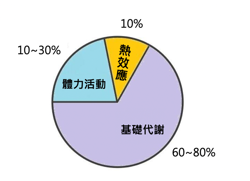 逆轉新陳代謝率就靠「檸檬酸循環」打造躺著就燃脂的易瘦體質