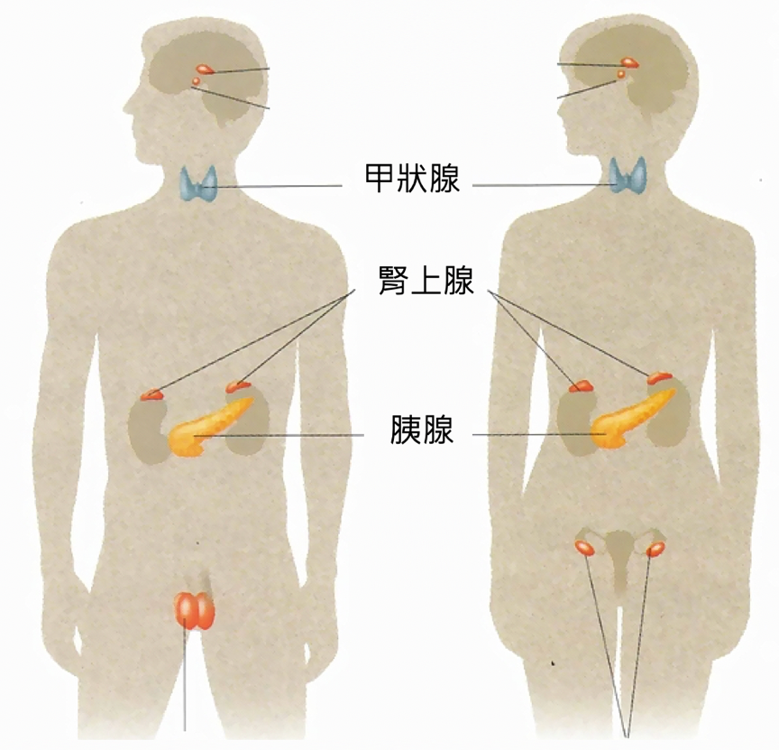 逆轉新陳代謝率就靠「檸檬酸循環」打造躺著就燃脂的易瘦體質