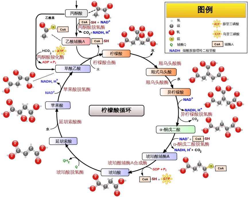 逆轉新陳代謝率就靠「檸檬酸循環」打造躺著就燃脂的易瘦體質