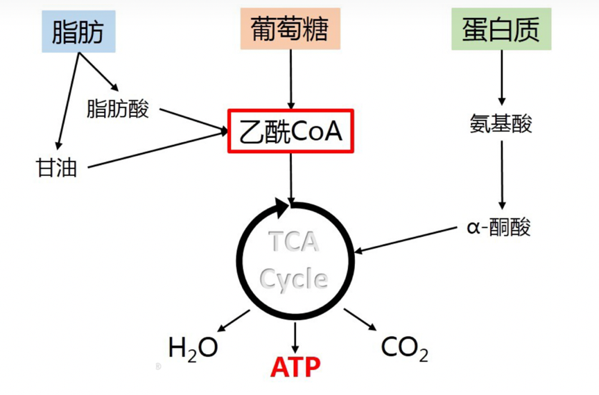 逆轉新陳代謝率就靠「檸檬酸循環」打造躺著就燃脂的易瘦體質