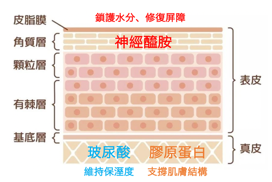 口服神經醯胺優化「養膚黃金時刻」！重新定義「早P晚R」 吃出滑嫩蜜糖肌
