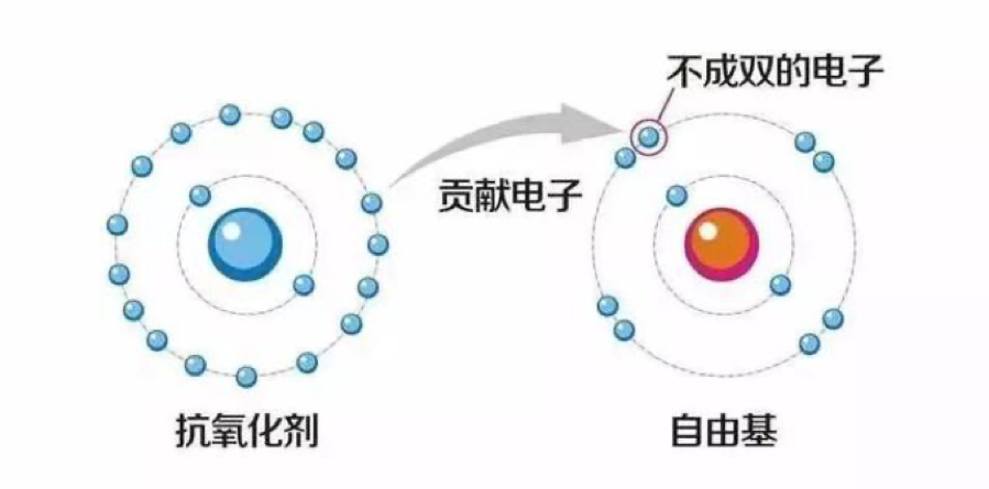 抗氧化保養品到底能不能抗老？關鍵是選對成分！2分鐘完整認識「抗老之王」兒茶素EGCG