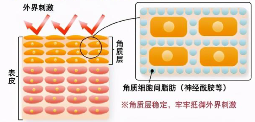 口服神經醯胺優化「養膚黃金時刻」！重新定義「早P晚R」 吃出滑嫩蜜糖肌
