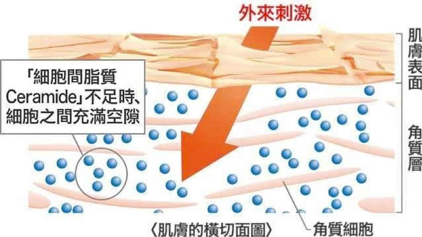 口服神經醯胺優化「養膚黃金時刻」！重新定義「早P晚R」 吃出滑嫩蜜糖肌
