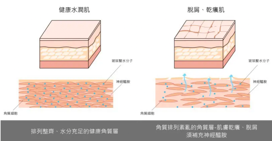 口服神經醯胺優化「養膚黃金時刻」！重新定義「早P晚R」 吃出滑嫩蜜糖肌
