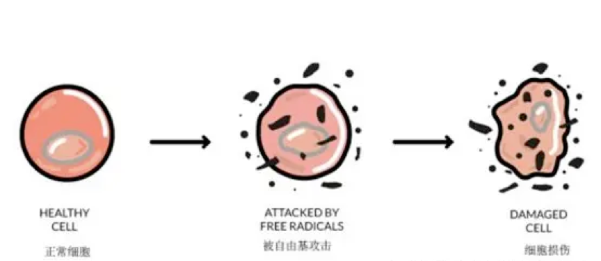 「返老還童維他命」玄米的最強天然抗氧化劑「玄米多酚」 助眠、舒壓、減重、抗衰老一次滿足
