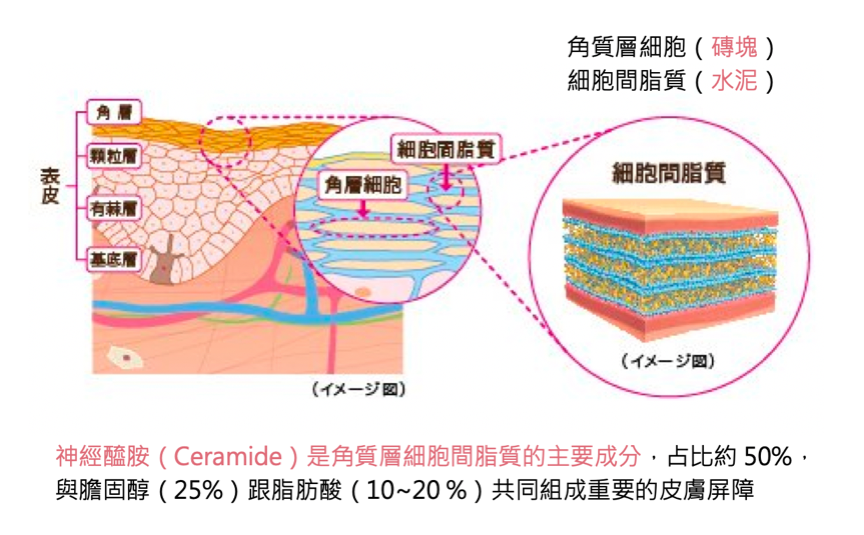 口服神經醯胺優化「養膚黃金時刻」！重新定義「早P晚R」 吃出滑嫩蜜糖肌
