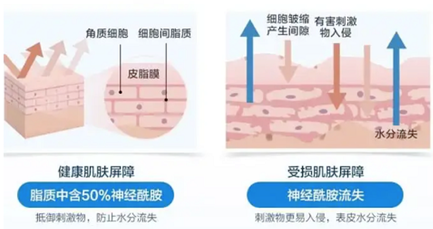 口服神經醯胺優化「養膚黃金時刻」！重新定義「早P晚R」 吃出滑嫩蜜糖肌
