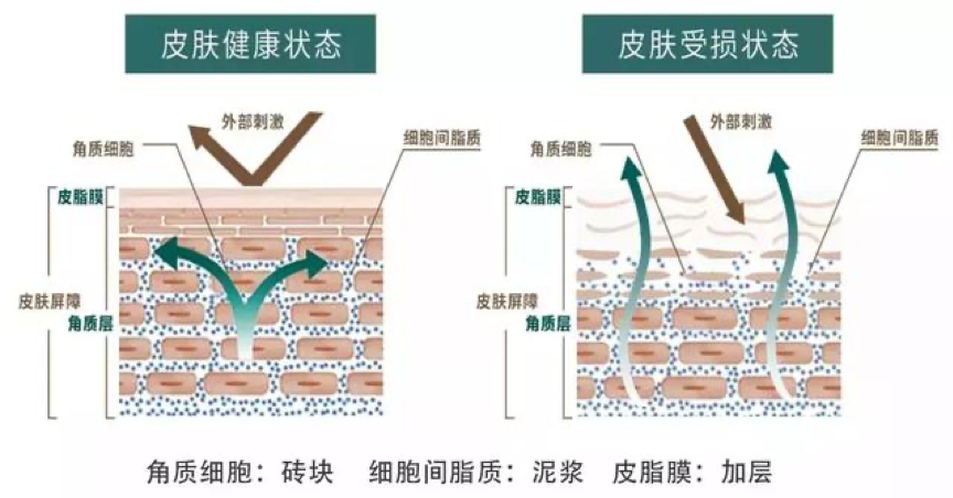 口服神經醯胺優化「養膚黃金時刻」！重新定義「早P晚R」 吃出滑嫩蜜糖肌
