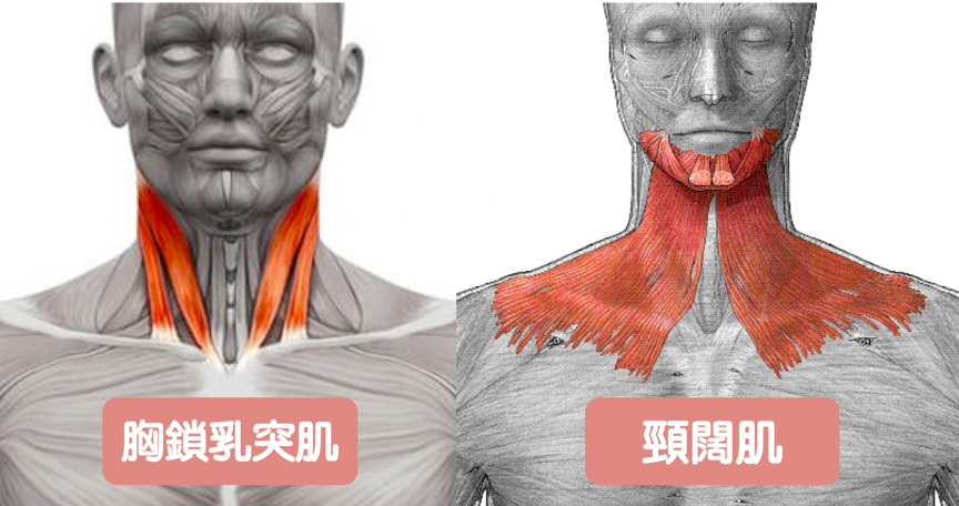 視覺瘦5公斤！每天5分鐘鍛鍊這2塊關鍵肌肉，養成少女感天鵝頸&直角肩、消滅雙下巴！遠離顯胖老態烏龜頸
