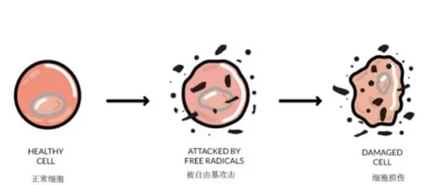 抗氧化保養品到底能不能抗老？關鍵是選對成分！2分鐘完整認識「抗老之王」兒茶素EGCG