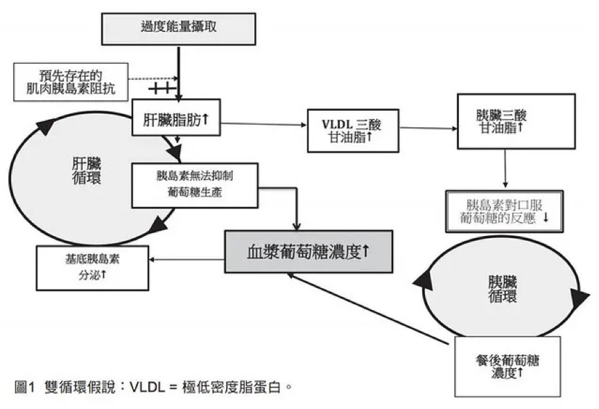 懂這招「燃燒內臟脂肪」輕鬆減重 別再讓過量脂肪塞住妳的肝臟、胰臟！