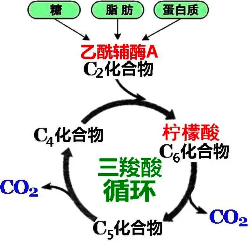 如果妳想要盡可能避免食品添加物造成的健康危害，最關鍵的就是必須加強自己身體的代謝能力，可以靠攝取「檸檬酸」輕鬆強化新陳代謝，加速排泄體內酸的廢棄物與毒素，就能大幅減輕肝臟、腎臟的排毒負擔。